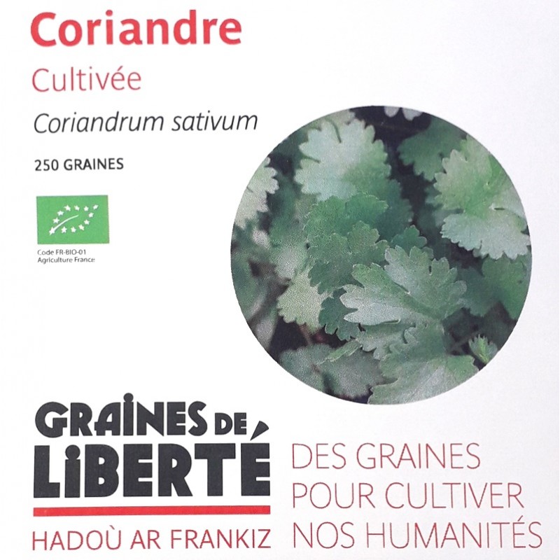 Graines de Coriandre - 250 graines